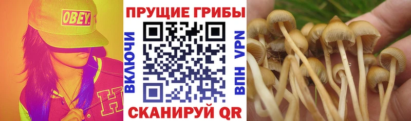 Галлюциногенные грибы GOLDEN TEACHER  МЕГА зеркало  Киренск 